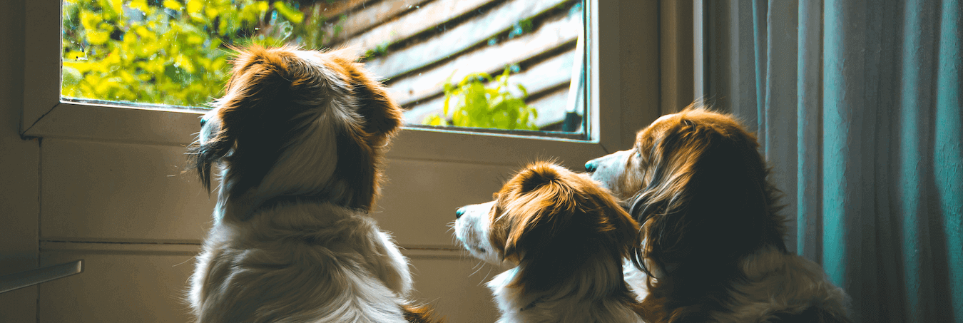 dogs looking out the door
