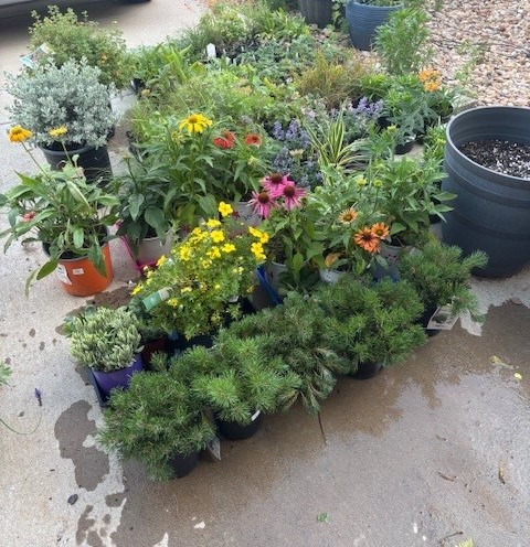July Xeriscape