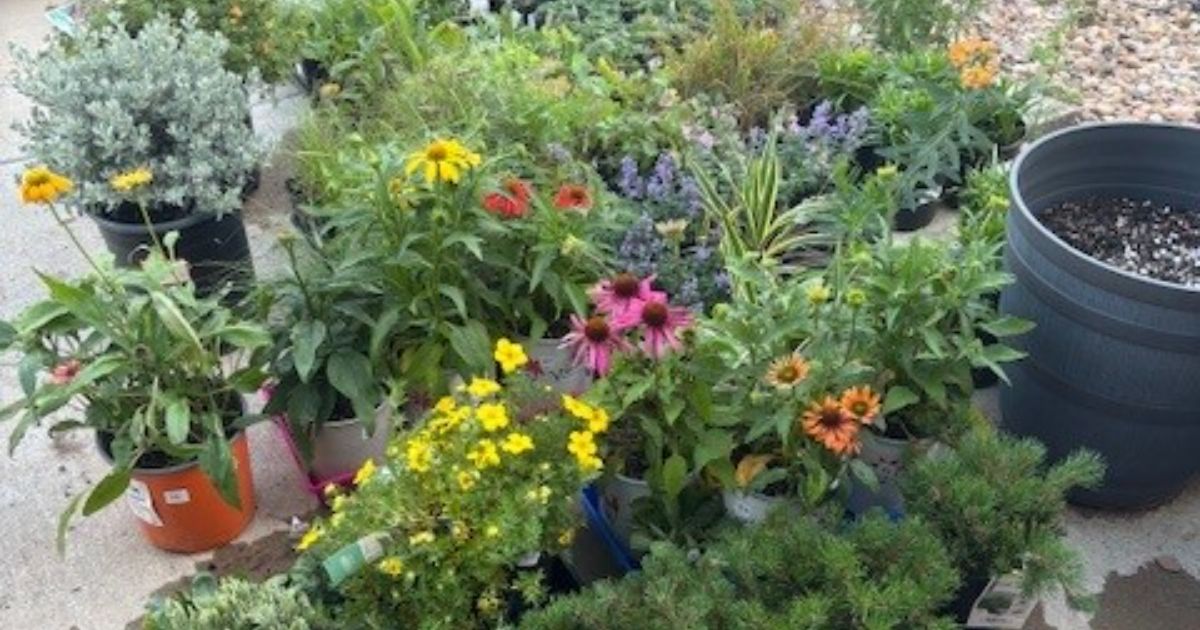 Xeriscape garden