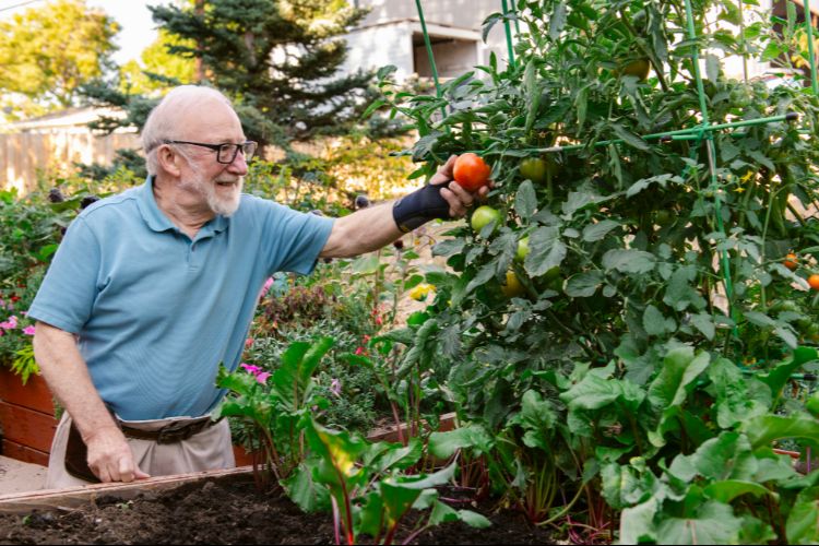 someren glen resident tending to tomatoes someren glen resident tending to tomatoes